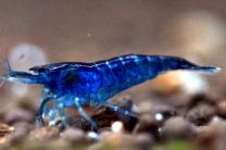 Neocaridina davidi topas blue