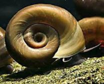 Planorbella duryi  