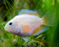 Amatitlania nicrofasciatum var. Polar white