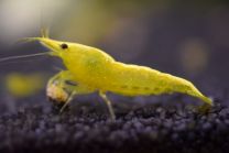 Neocaridina davidi yellow neon