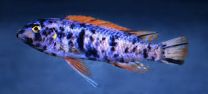Labeotropheus trewavasae marmelade