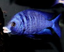 Placidochromis phenochilus giselli