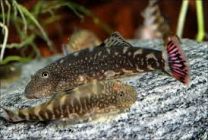 Gastromyzon ocellatus