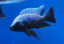 Copadichromis trewavasae Lupingu