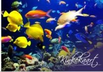 Подарочная карта 25€