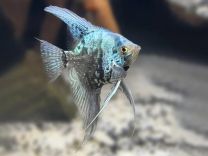 Pterophyllum scalare - leopard blue