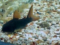 Corydoras pygmaeus must