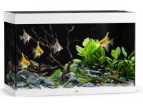 Juwel Rio 290 LED  akvaarium valge