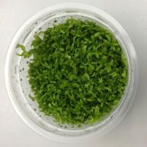 Hemianthus micranthemoides 1-2-GROW LIMITED