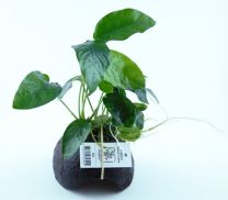 Anubias kookosel LIMITED