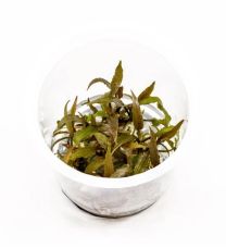 Cryptocoryne axelrodi 1-2-GROW LIMITED