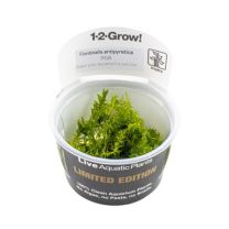 Fontinalis antipyretica 1-2-GROW LIMITED