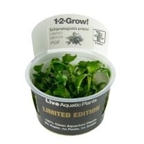 Schismatoglottis prietoi 1-2-GROW LIMITED