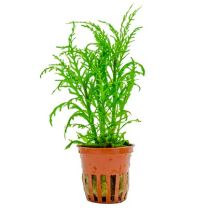 Hygrophila odora 'Difformis' LIMITED