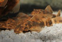 Ancistrus sp. lda 16 XL