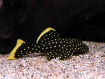 Baryancistrus sp. L177