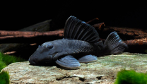 Baryancistrus Beggini L239 