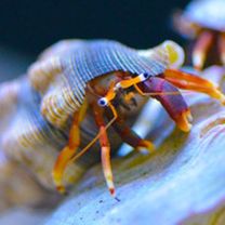 Calcinus tibicen 