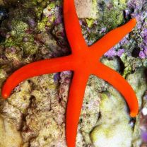 Linckia laevigata - Red-orange
