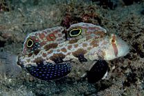 Signigobius biocellatus