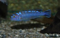 Pseudotropheus elongatus neon spot