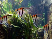 Pterophyllum scalare manacapuru