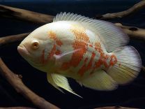 Astronotus Ocellatus - albiino oskar L