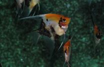 Pterophyllum scalare yellowhead XL