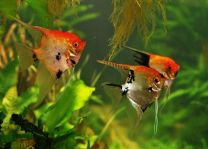 Pterophyllum scalare koi RED HEAD