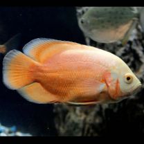 Astronotus ocellatus - punane albiino oskar SM