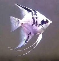 Pterophyllum scalare dalmatin 