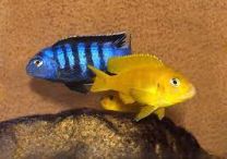 Pseudotropheus saulosi XL