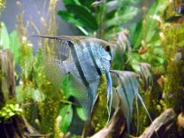 Pterophyllum scalare sinine marmor