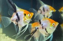 Pterophyllum scalare red cap