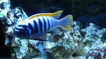 Metriaclima sp. Emmiltos "Mpanga Rocks"