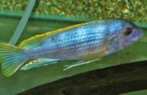 Labidochromis sp. pärlmutter "mara reef" XL