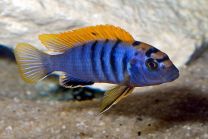 Labidochromis sp. Hongi Super Redtop M