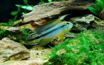 Apistogramma agassizi blue