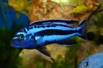 Melanochromis maingano L