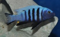 Pseudotropheus kingsizei