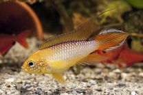 Apistogramma agassizi fire red