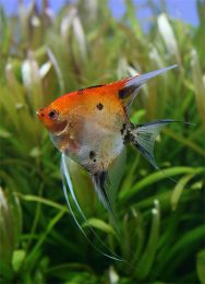 Pterophyllum scalare red devil L