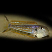 Xenotilapia ochrogenys kigoma