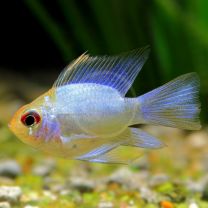 Mikrogeophagus ramirezi balloon electric blue gold