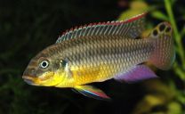 Pelvicachromis taeniatus kienke