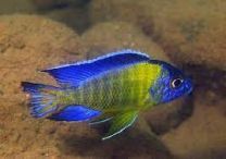 Aulonocara blue neon