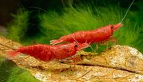 Neocaridina davidi red fire