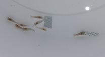 Neocaridina sp.