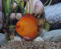 Discus Pigeon Blood 8cm