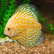 Discus Golden Pigeon SMDiscus Golden Pigeon SM